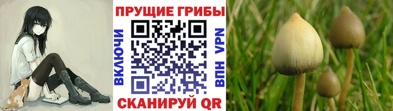 Псилоцибиновые грибы GOLDEN TEACHER  Купить где  Калачинск 